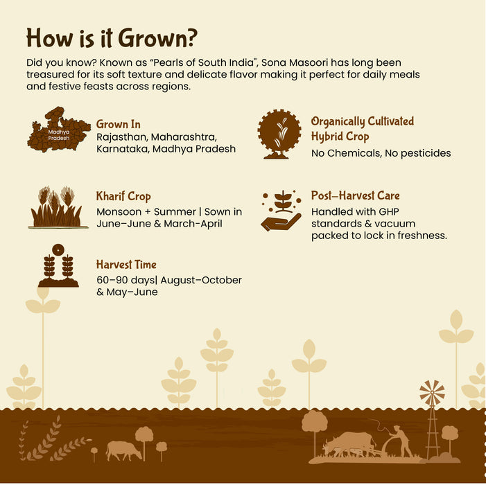 Infographic on how Sona Masoori is grown, including cultivation details and harvesting information.