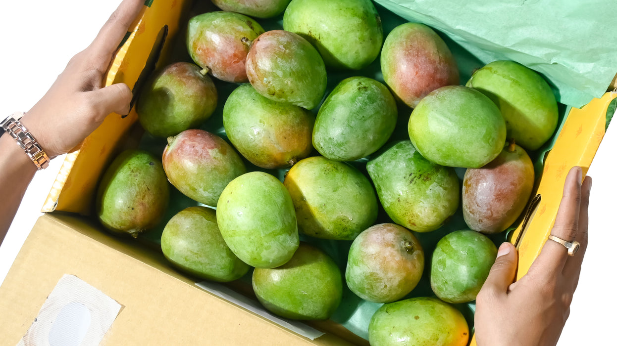 Organic Sindhura Mango – Honey Mango of South India | Rajamudi Organics